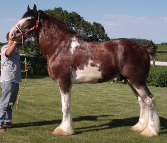 Clydesdale Stallions - Solomon`s Benedict